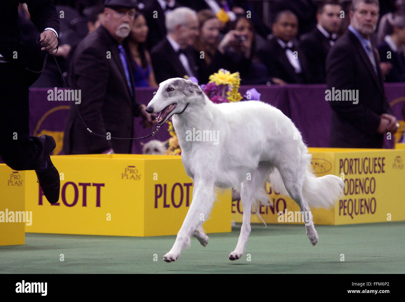 Ffm Saluki Ffm Saluki