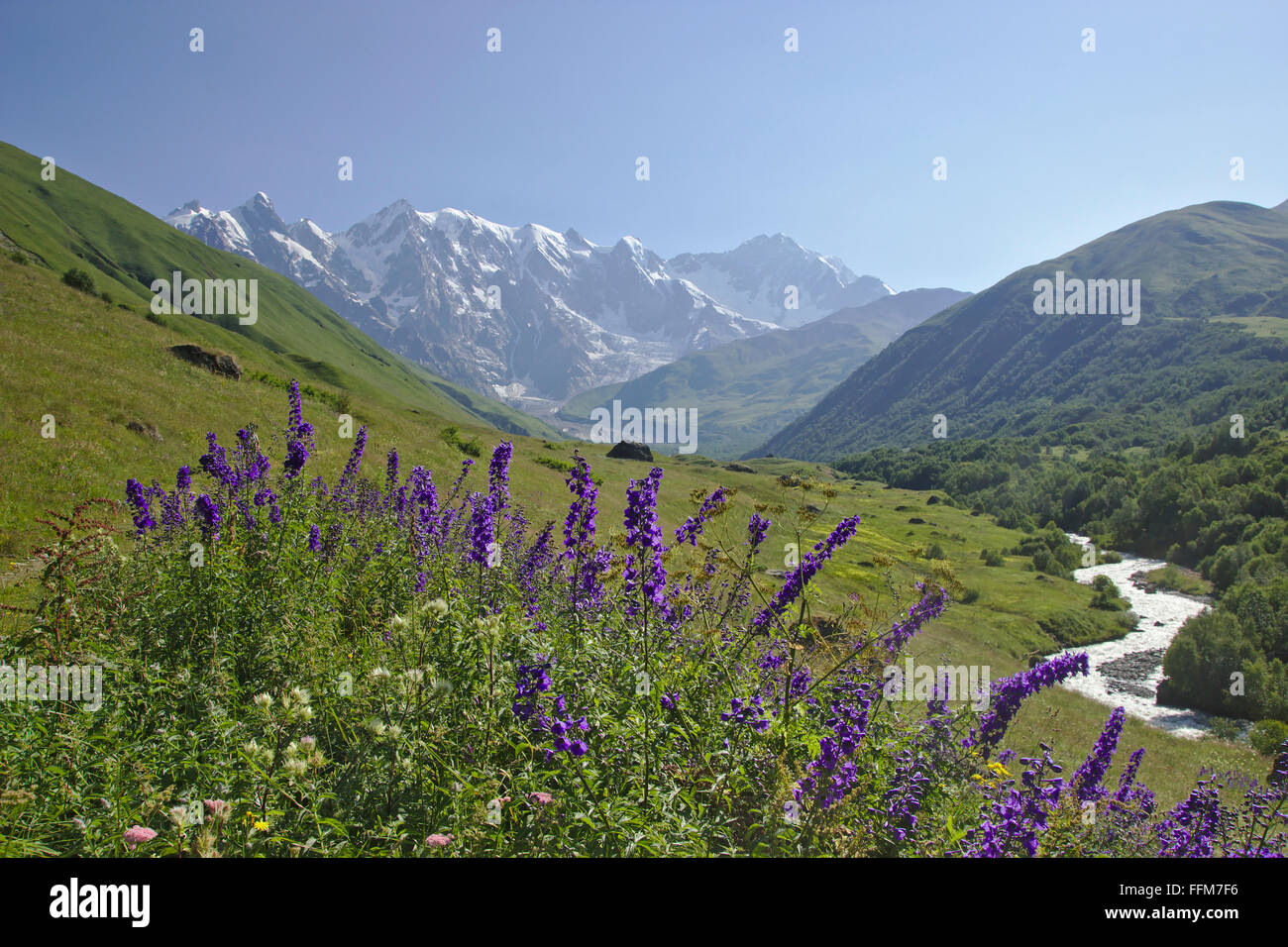 Aconitum, mountains Dzhangi-Tau, Shota Rustaveli and Shkhara, near Khalde, Kala, Mestia-Ushguli-Trek, Upper Svaneti, Georgia Stock Photo