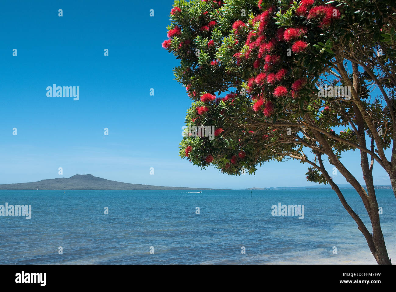 Pohutukawa tree with Rangitoto Island on a background. Stock Photo