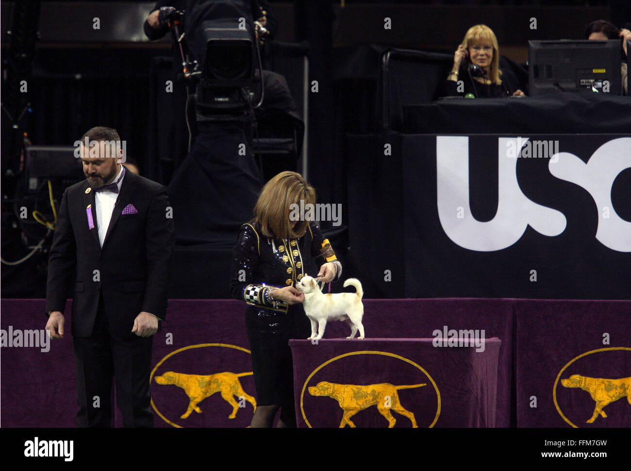 New York, USA. 15th February, 2016. GCH Sonnus Filho (Sanchez), a a Chihuahua (Smooth Coat), as he prepares for the Toy group competition at the Westminster Dog Show at Madison Square Garden, Monday February 15, 2016. Credit:  Adam Stoltman/Alamy Live News Stock Photo