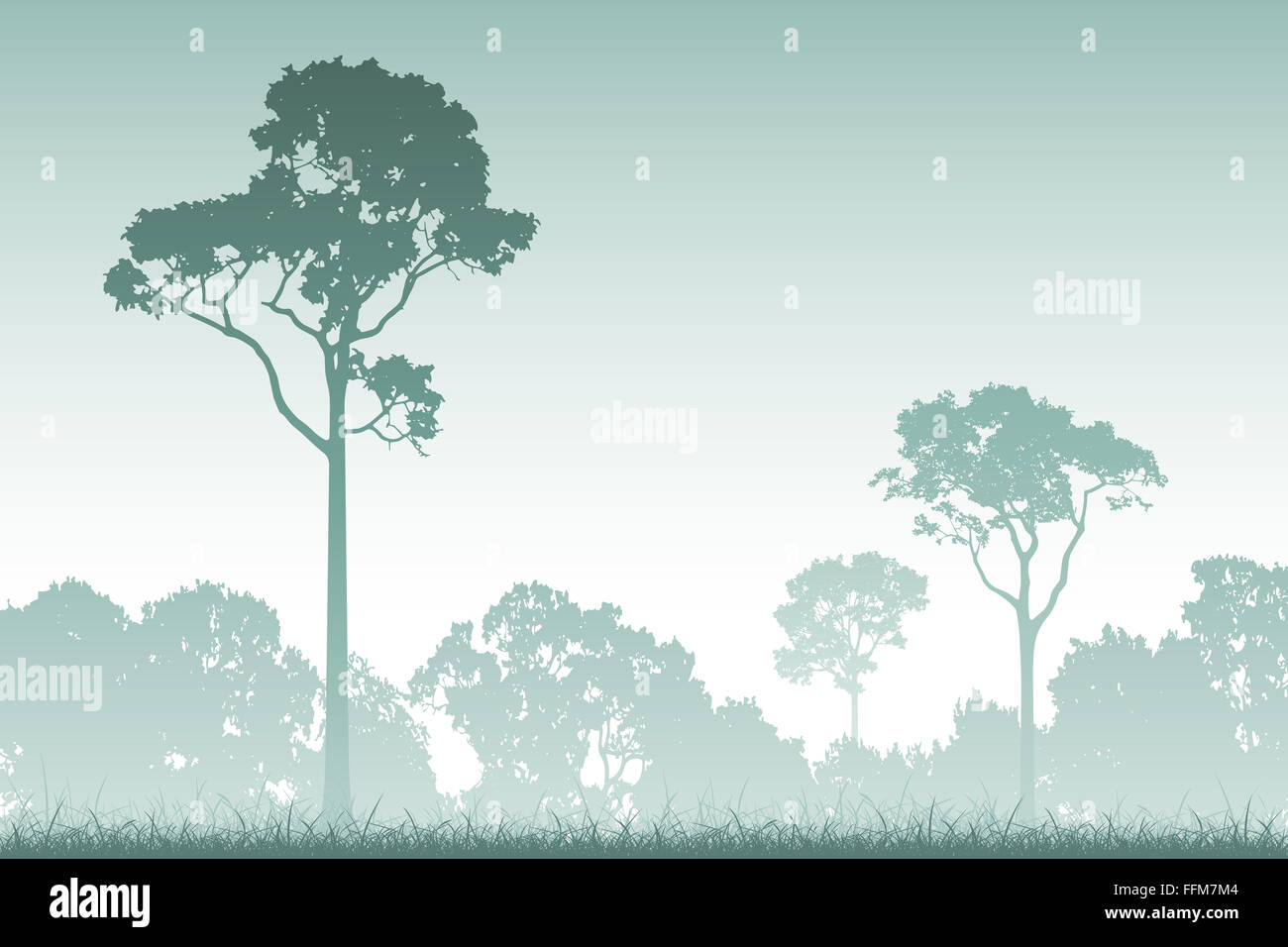 A Misty Forest Landscape with Trees Stock Photo - Alamy