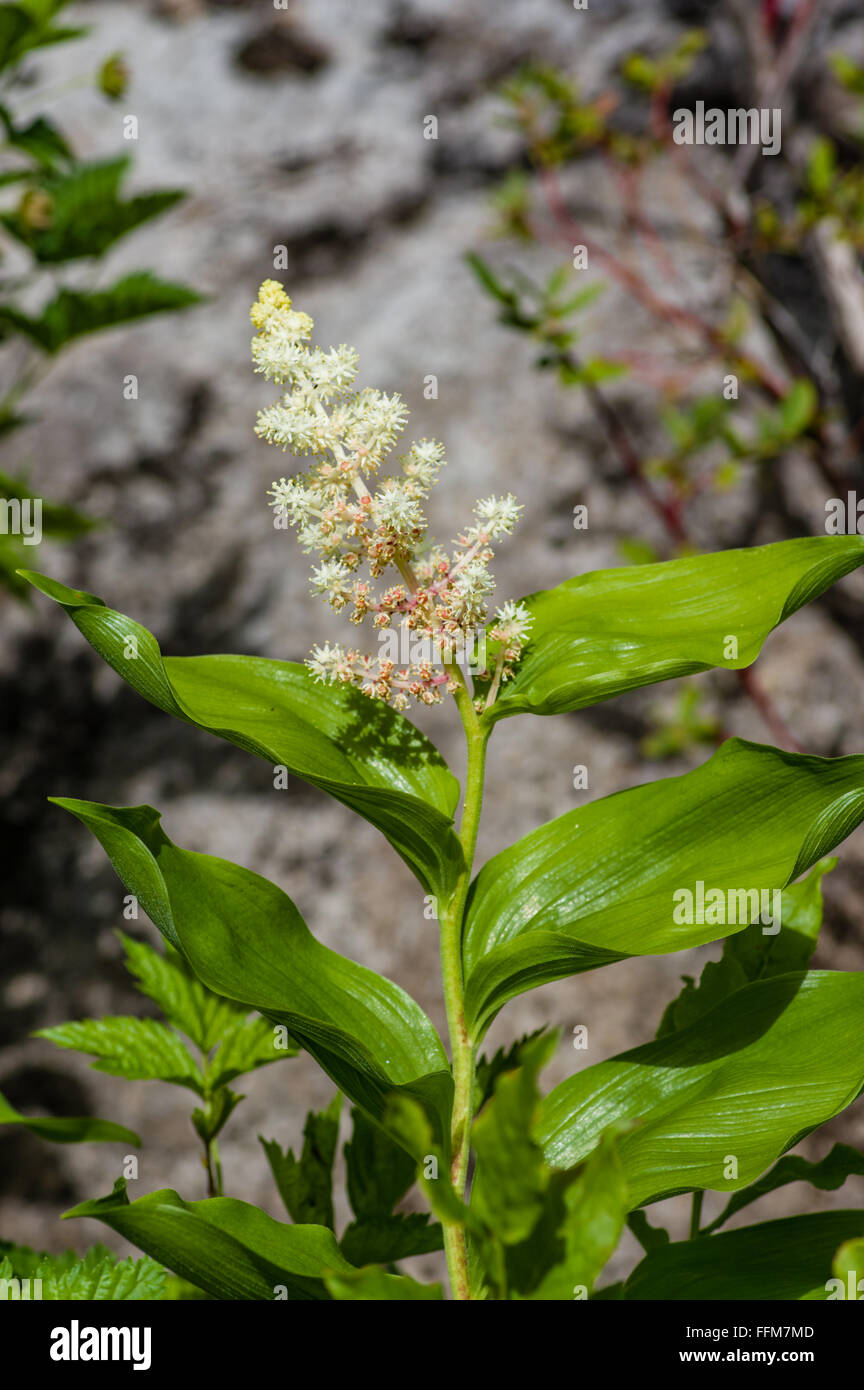 Maianthemum racemosum or False Solomons Seal is a white flowering native plant found throughout most of North America Stock Photo