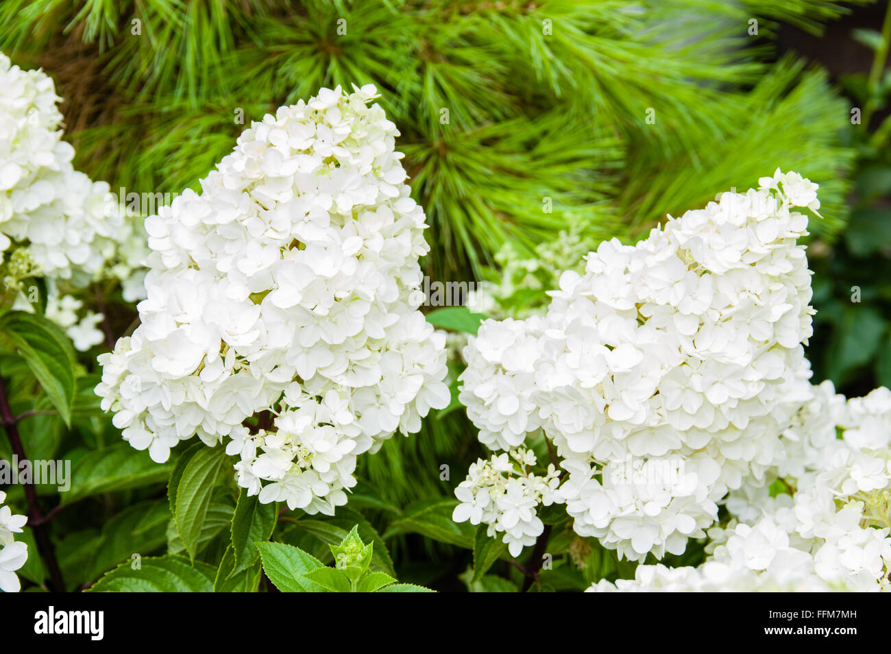 Hydrangea leaf hi-res stock photography and images - Alamy