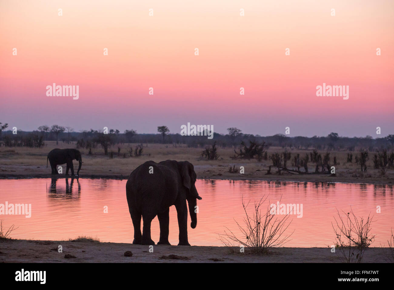 Elephants at a pan with a moody sunset sky reflected in hte water Stock Photo