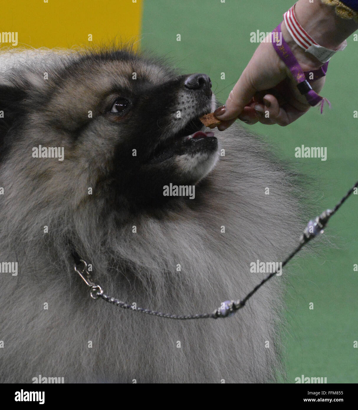 New York, USA. 15th February, 2016. Cubit , a  Keeshone gets a treat while in the ring for Best of Group at the Westminster Kennel Club Dog Show at Madison Square Garden in New York, Monday, Feb. 15, 2016. Cuibit won Best of Breed earlier in the day. Credit:  Shoun Hill/Alamy Live News Stock Photo