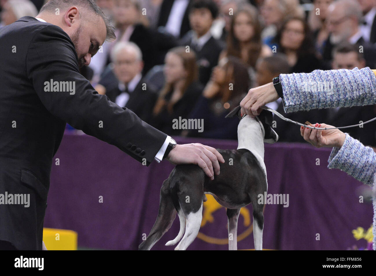 New York, USA. 15th February, 2016. An Italian Greyhound goes through the  judging process for Best of Group at the Westminster Kennel Club Dog Show  at Madison Square Garden in New York,