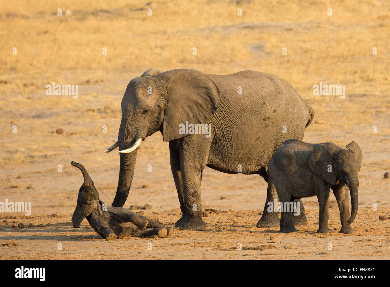 Elephant cow with a baby falling over onto its back comically Stock Photo