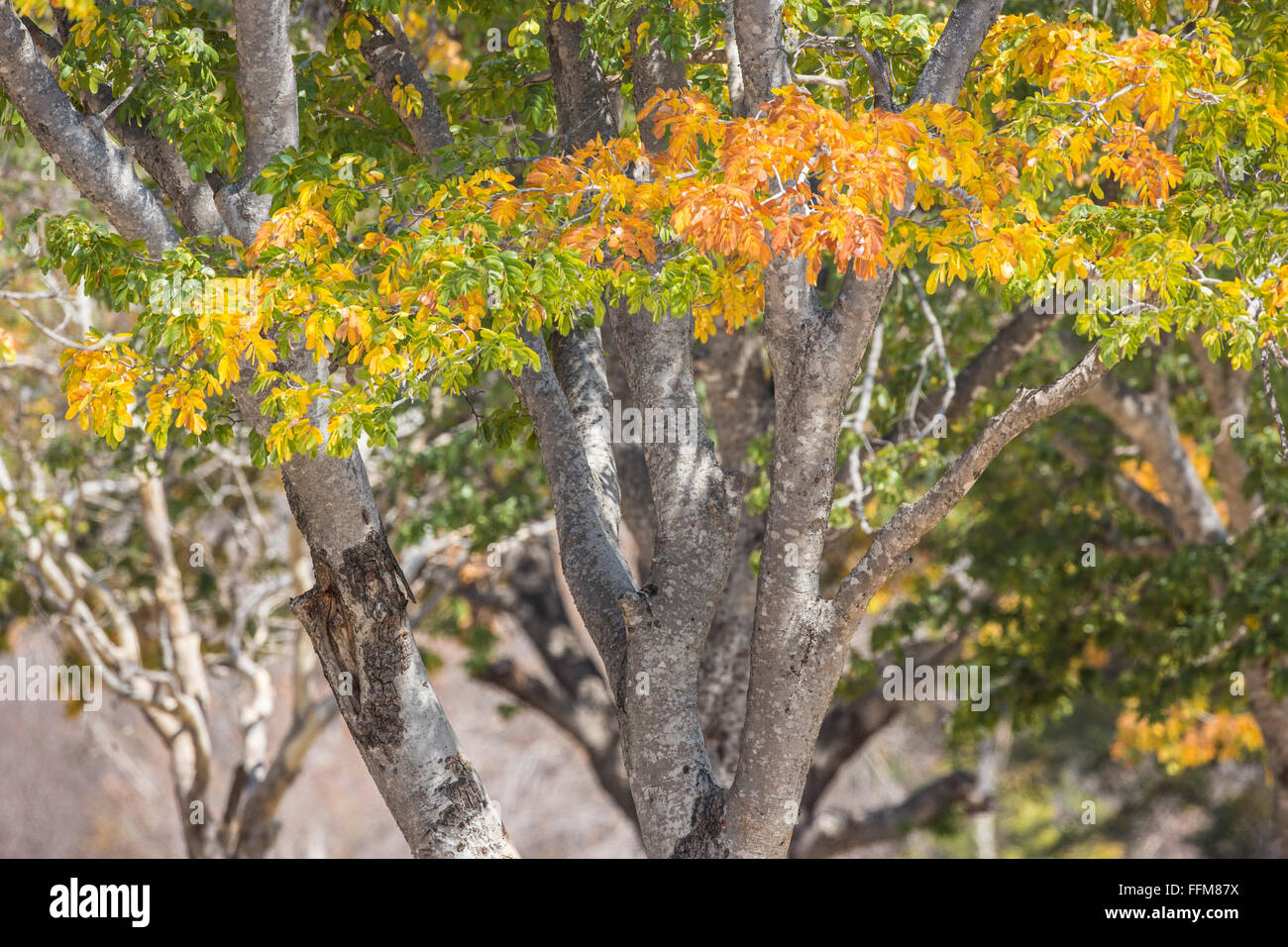 Detial of miombo woodland trees in autumn colours Stock Photo - Alamy