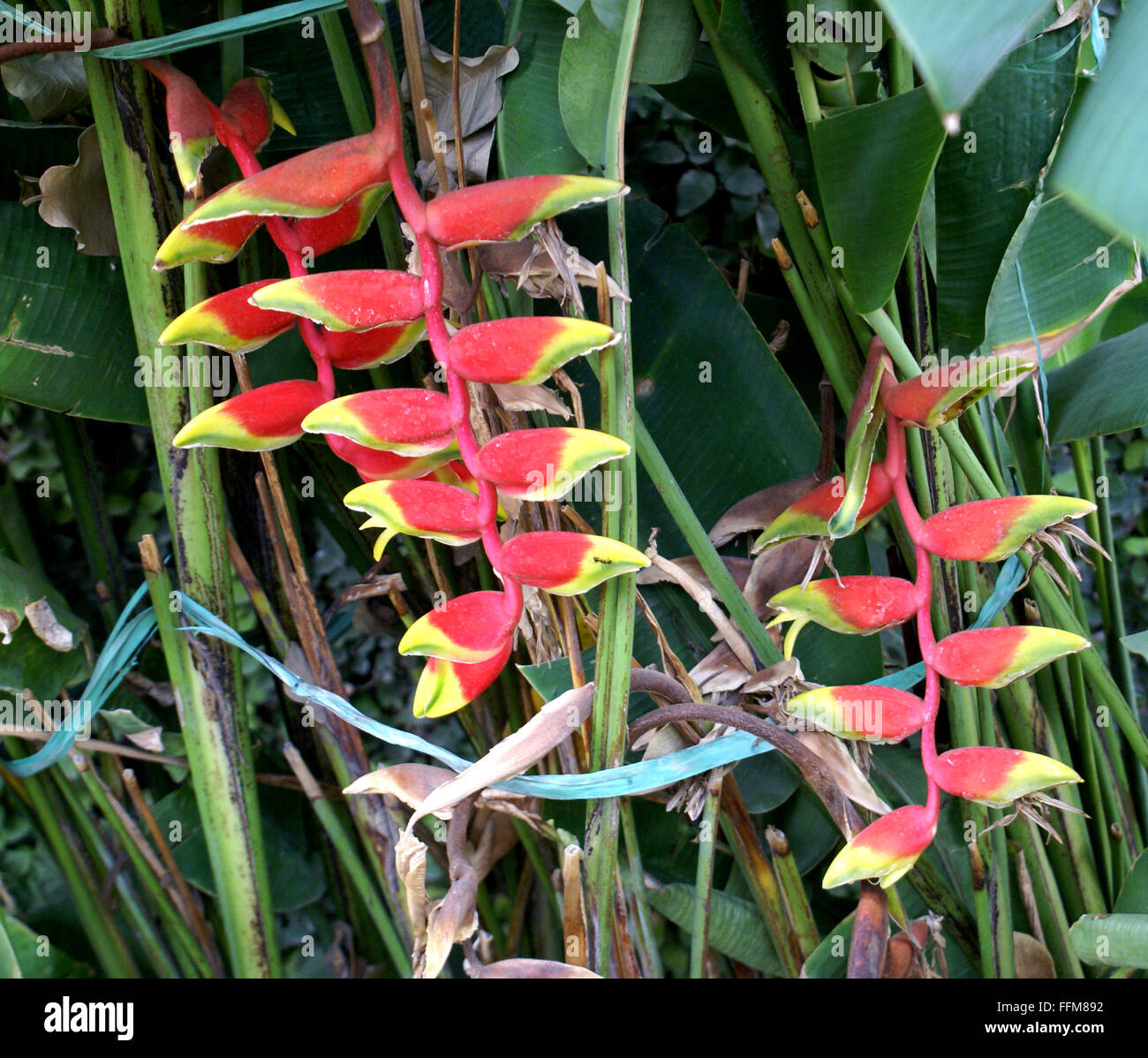 heliconia-family-hi-res-stock-photography-and-images-alamy