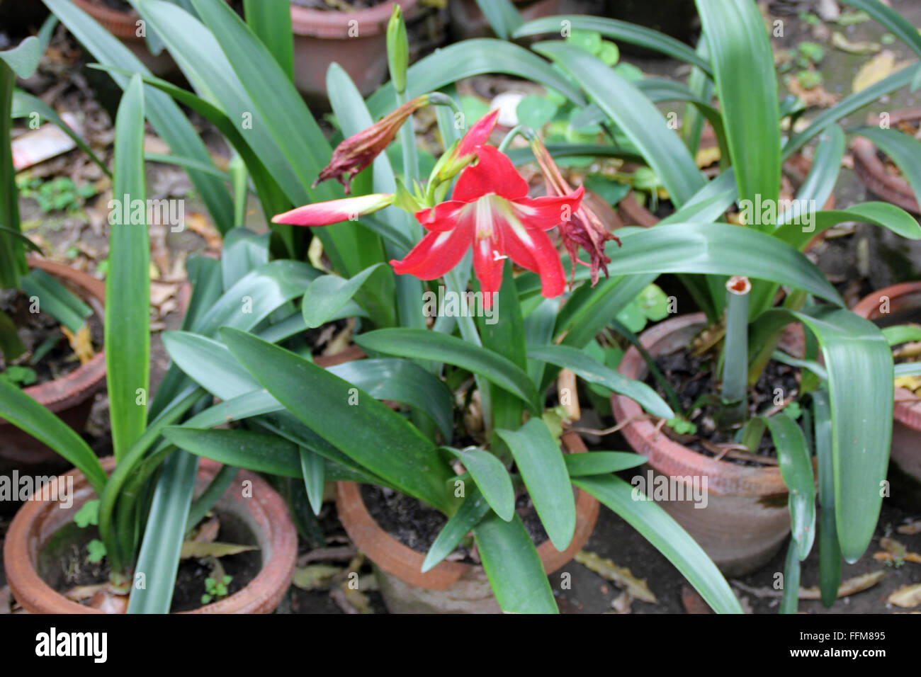 Hippeastrum reginae, Garden Amaryllis, bulbous ornamental herb, with strap shaped leaves and orange red flowers, in umbel Stock Photo