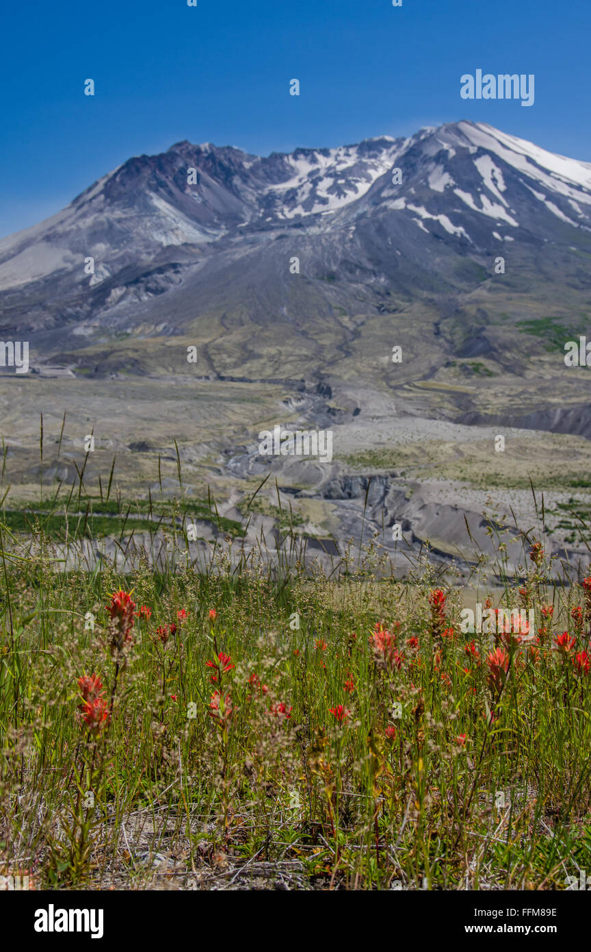 Mt st helens after eruption 1980 hi-res stock photography and images ...