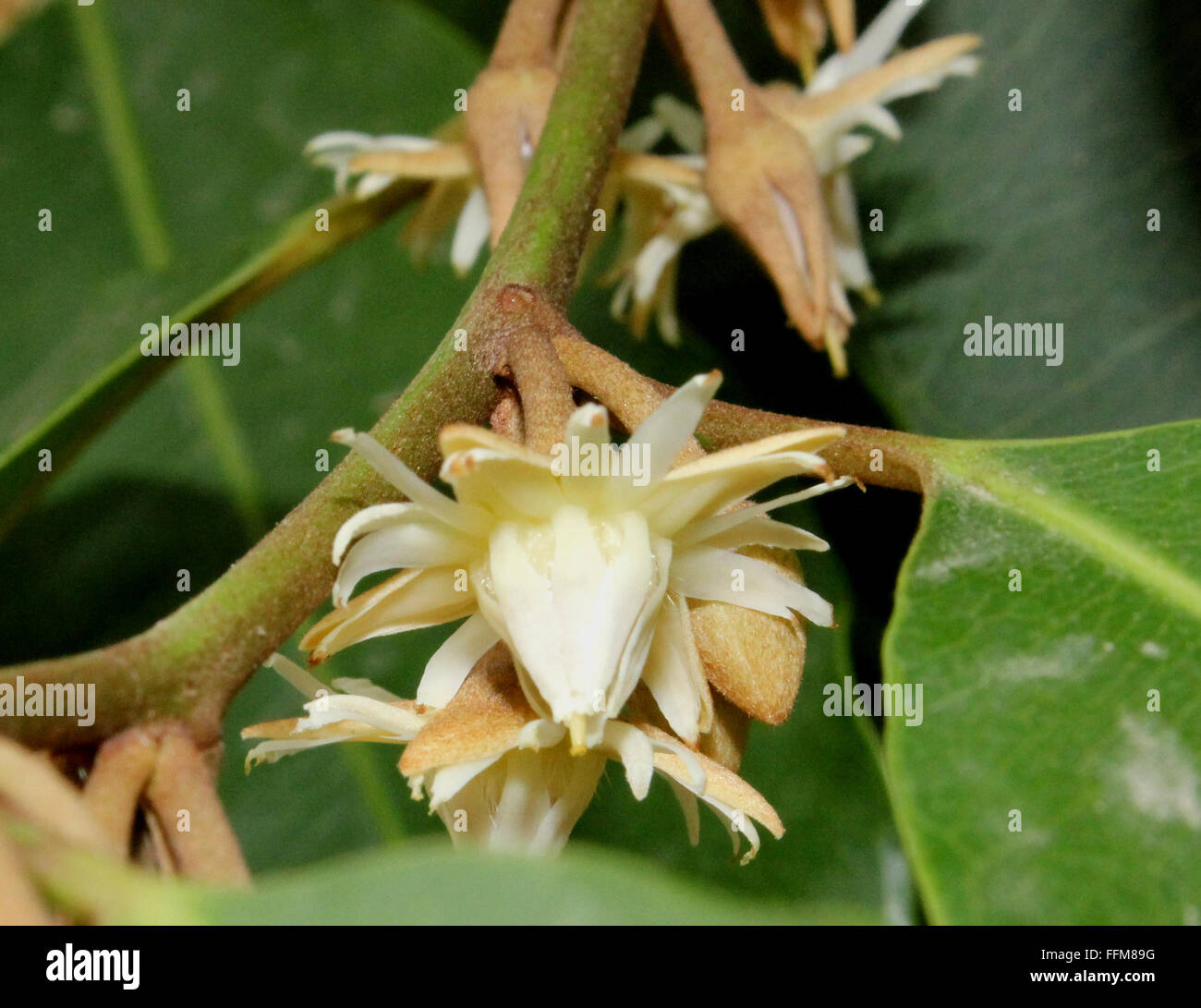 Madhuca longifolia var. latifolia, Mahua tree, formerly Madhuca indica of family Sapotaceae, a useful tree in India Stock Photo