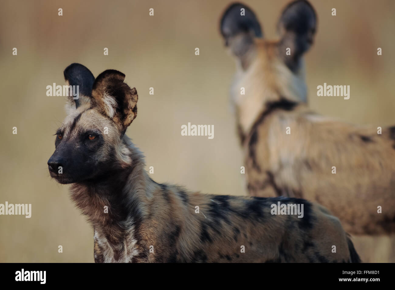 African wild dogs (lycaon pictus) in morning light in Moremi National Park (Khwai area), Botswana. Stock Photo