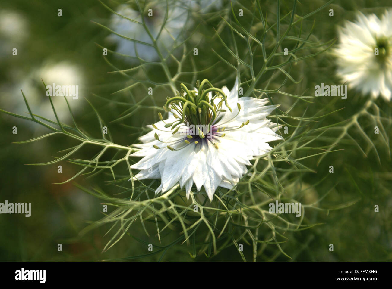 Nigella Damascena High Resolution Stock Photography And Images Alamy Nigella Damascena High Resolution Stock Photography And Images Alamy
