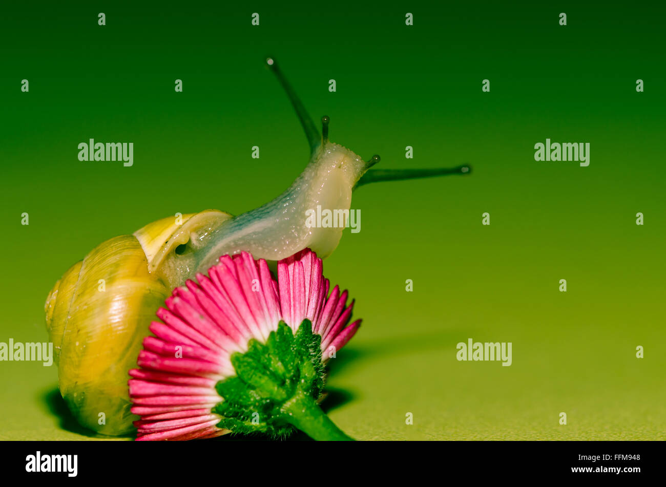 detail of snail on green background Stock Photo - Alamy