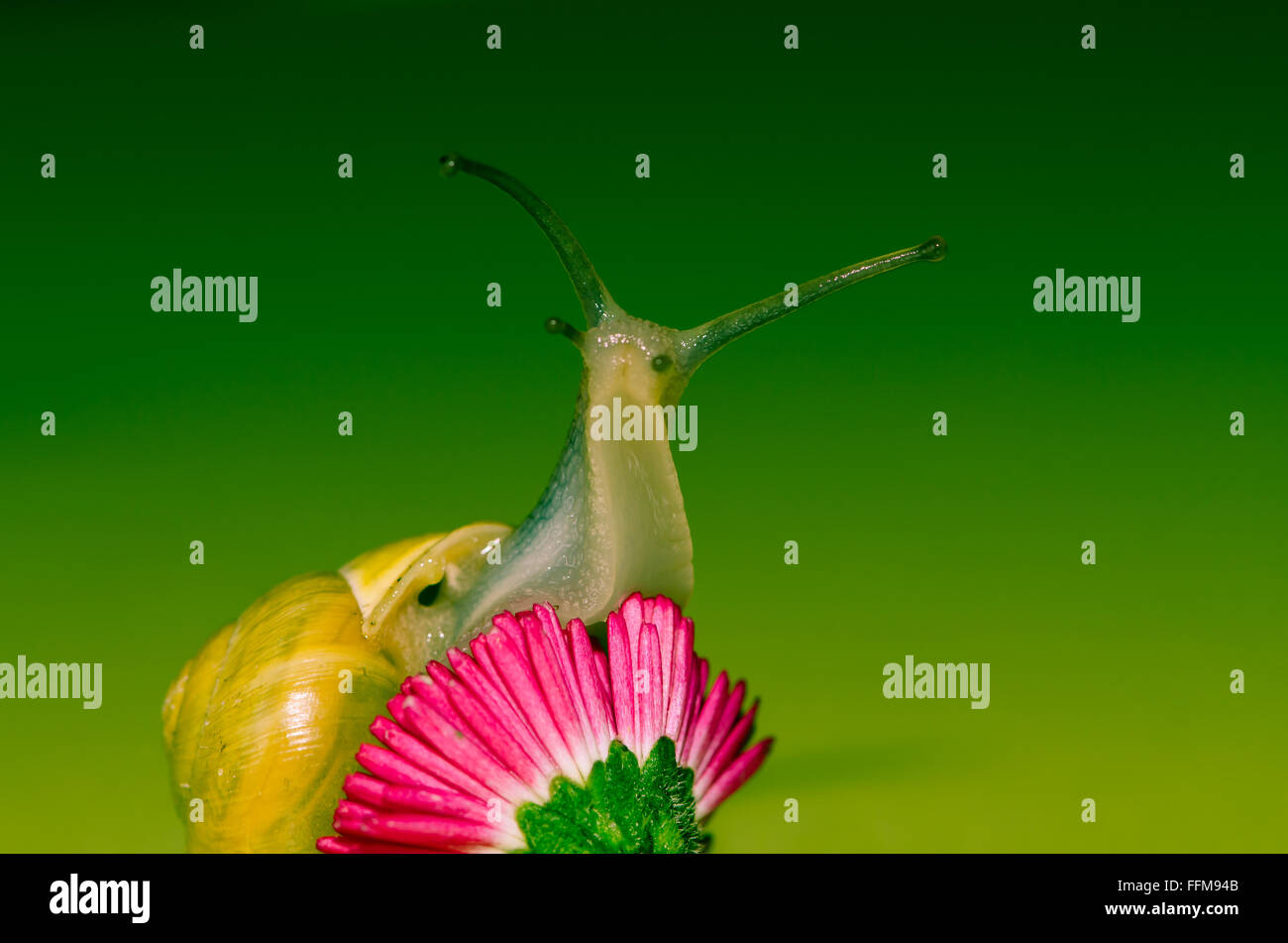detail of snail on green background Stock Photo - Alamy
