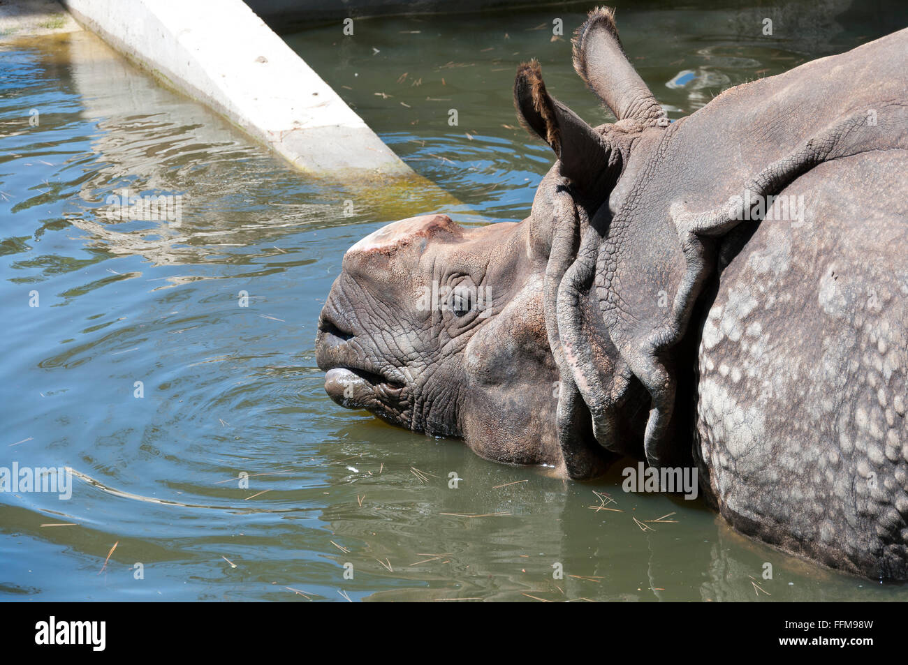 One-horned rhinoceros, Rhinocerotidae unicornis Stock Photo