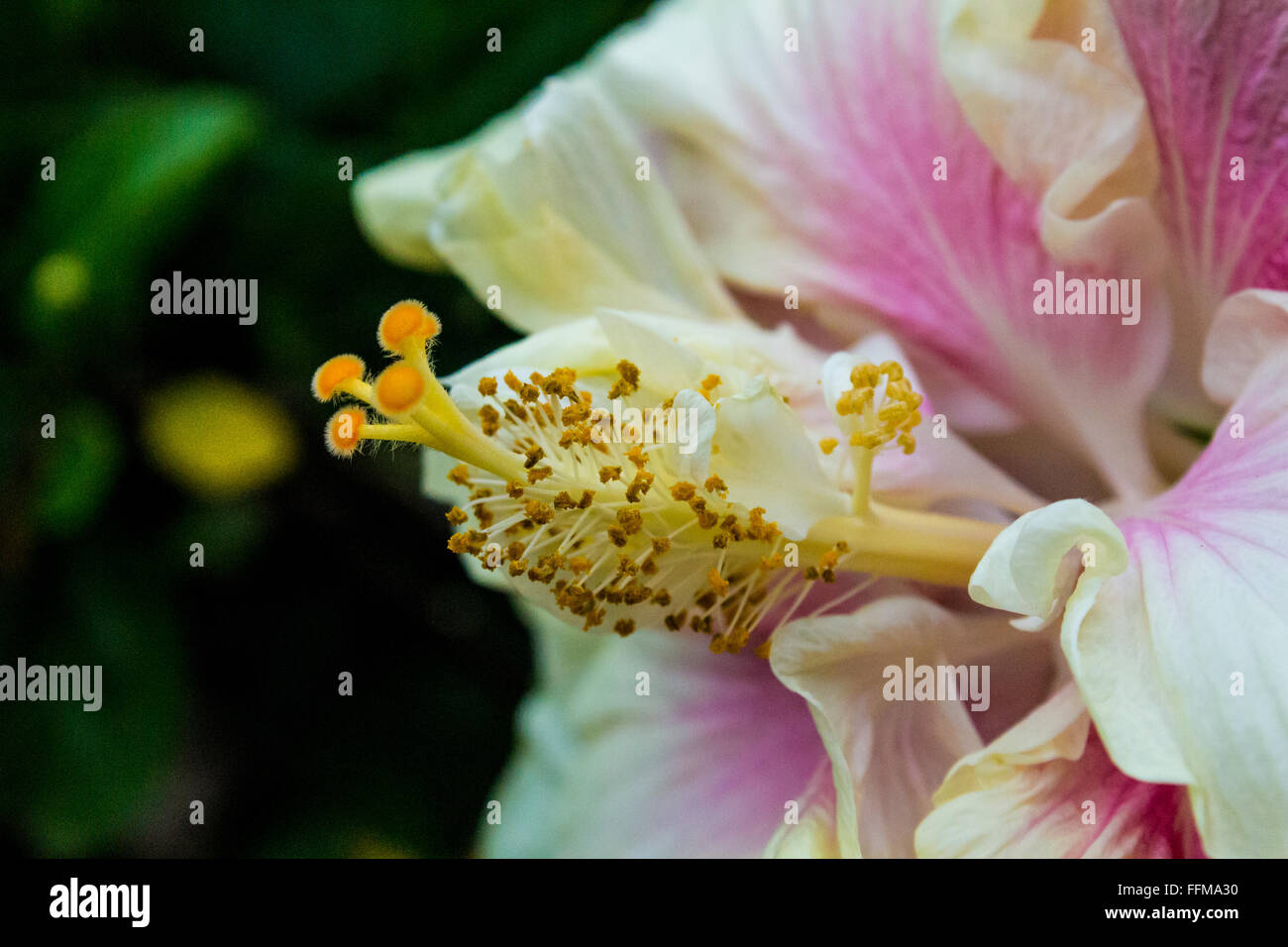 Beautiful pink hibiscus flower hi-res stock photography and images - Alamy