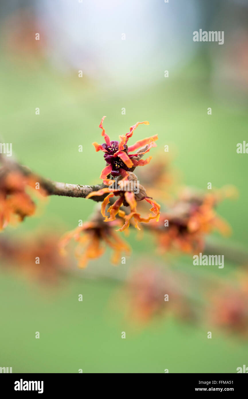 Hamamelis x Intermedia Diane. Witch hazel 'Diane' flowering in winter ...