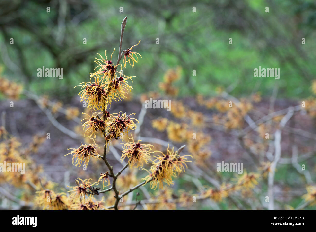 Hamamelis x Intermedia Glowing Embers. Witch hazel 'Glowing Embers' flowering in winter. UK Stock Photo