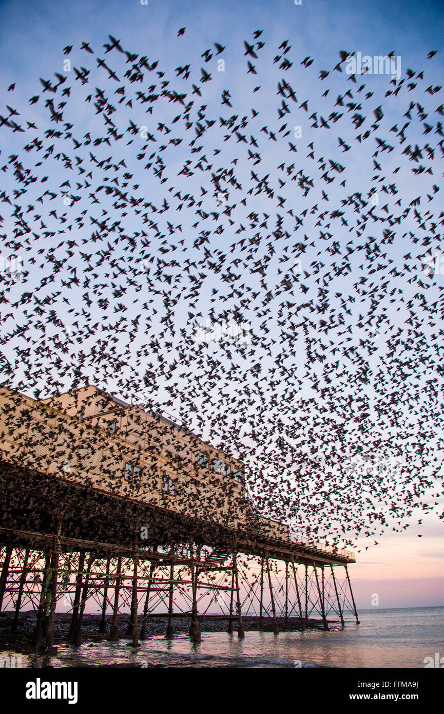 Aberystwyth, Wales, UK. 16th February, 2016.  UK Weather: After the coldest night of the year so far this winter, with temperatures dropping in places to minus 6ºc, tens of thousands of starlings fill the sky as they  emerge en-masse at dawn from their overnight roost under the pier in  Aberystwyth Wales    Credit:  keith morris/Alamy Live News Stock Photo