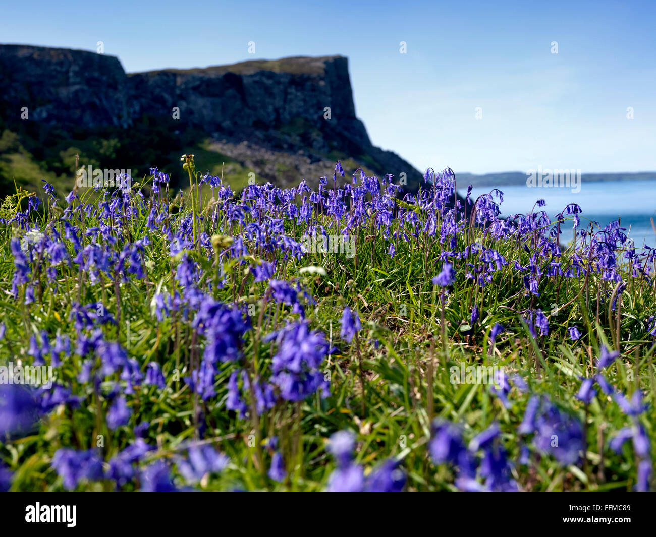 Bluebells Fair Head Co Antrim Northern Ireland Stock Photo