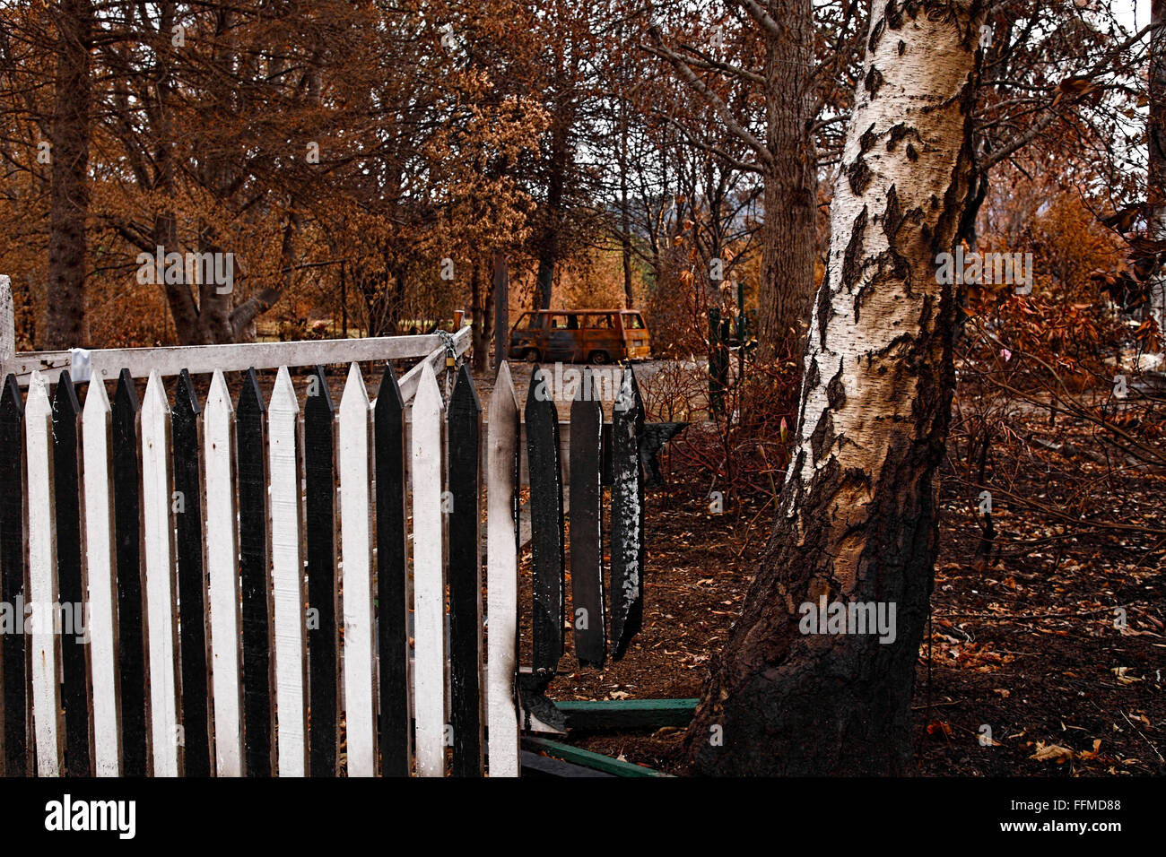 australian bush fire damage,australian bush fire aftermath,post australian bush fire, Stock Photo