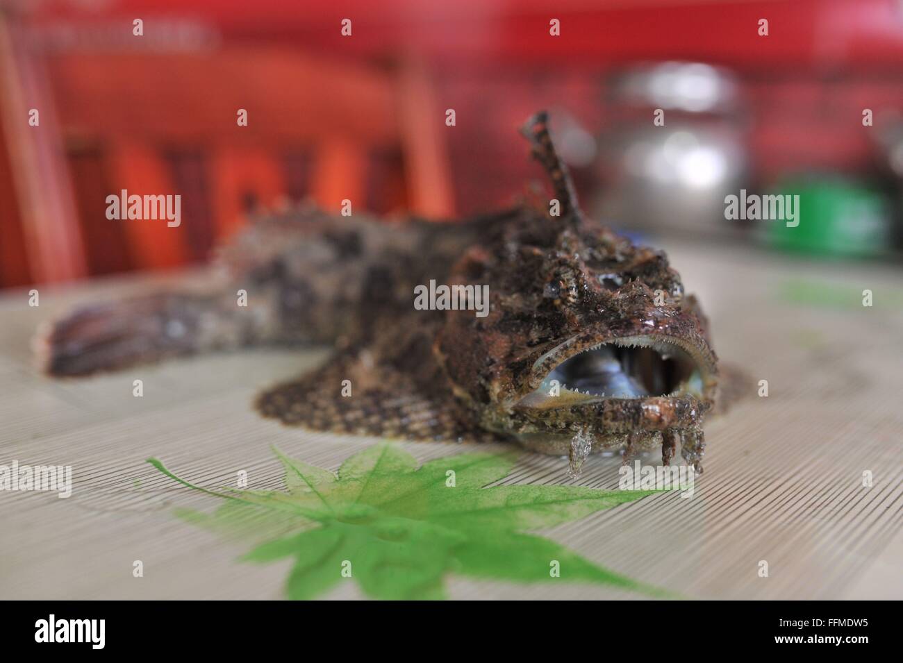 Zumar Fish Tsingtao, Tsingtao, CHN. 16th Feb, 2016. A tasty poisonous strange fish ...