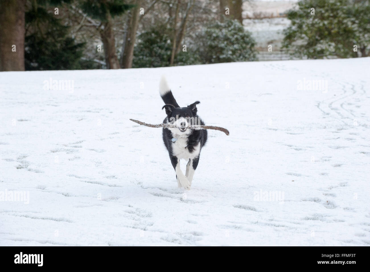 Border collie sheep dog plays with a stick in the snow at Drum Castle in Aberdeenshire, Scotland. Stock Photo