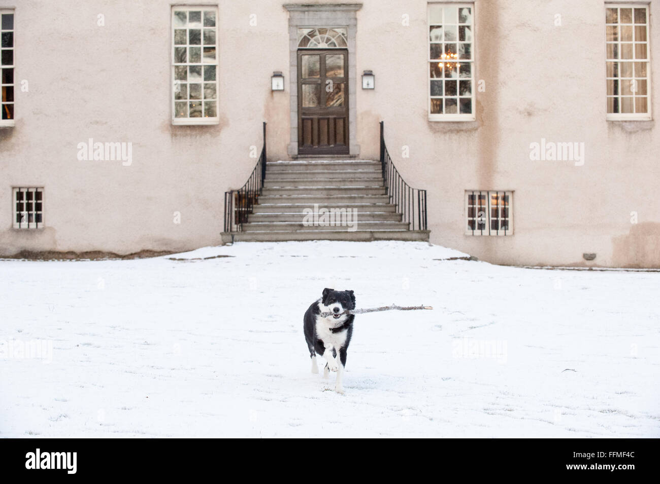 Border collie sheep dog plays with a stick in the snow at Drum Castle in Aberdeenshire, Scotland. Stock Photo