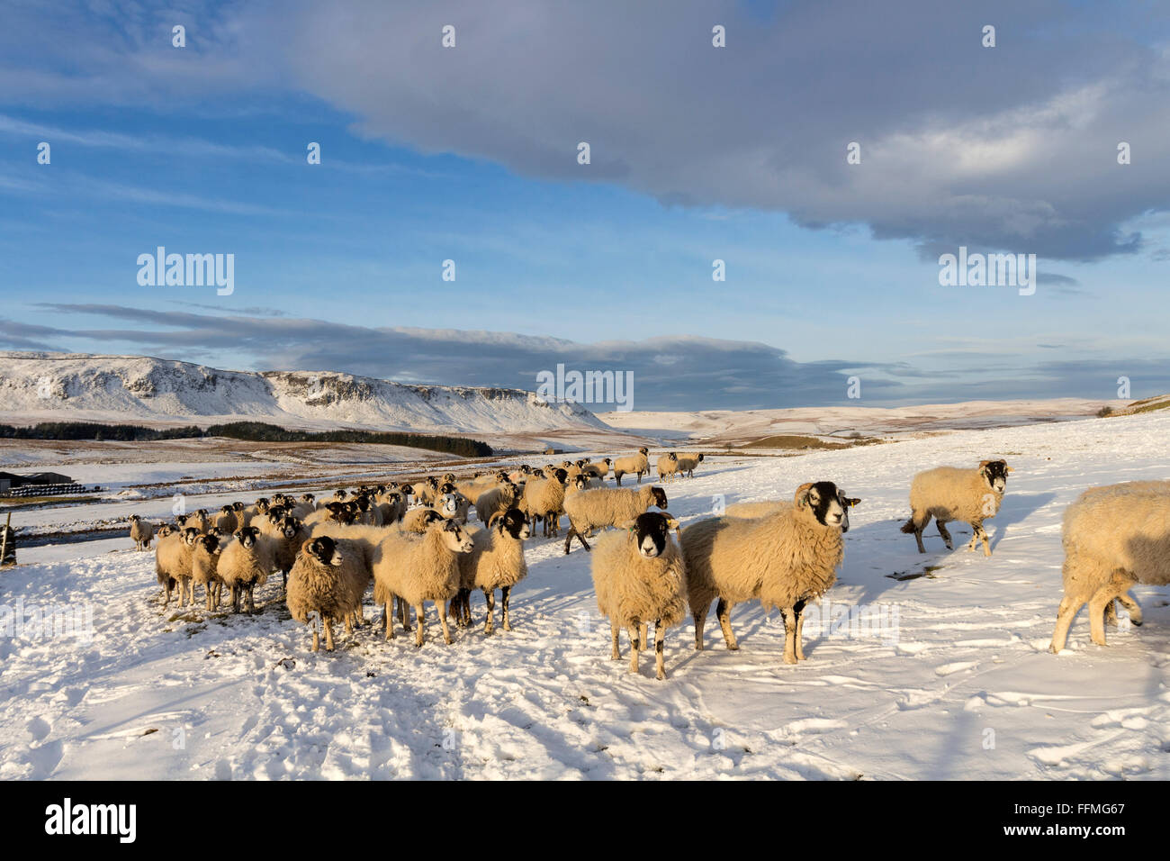 Forest in Teesdale, County Durham. Tuesday 16th February 2016, UK Weather.  These hardy Swaledale sheep in the North Pennines were ready and waiting for the farmer to bring them their winter feed this morning as overnight temperatures dropped as low as minus 6 in some areas. Credit:  David Forster/Alamy Live News Stock Photo