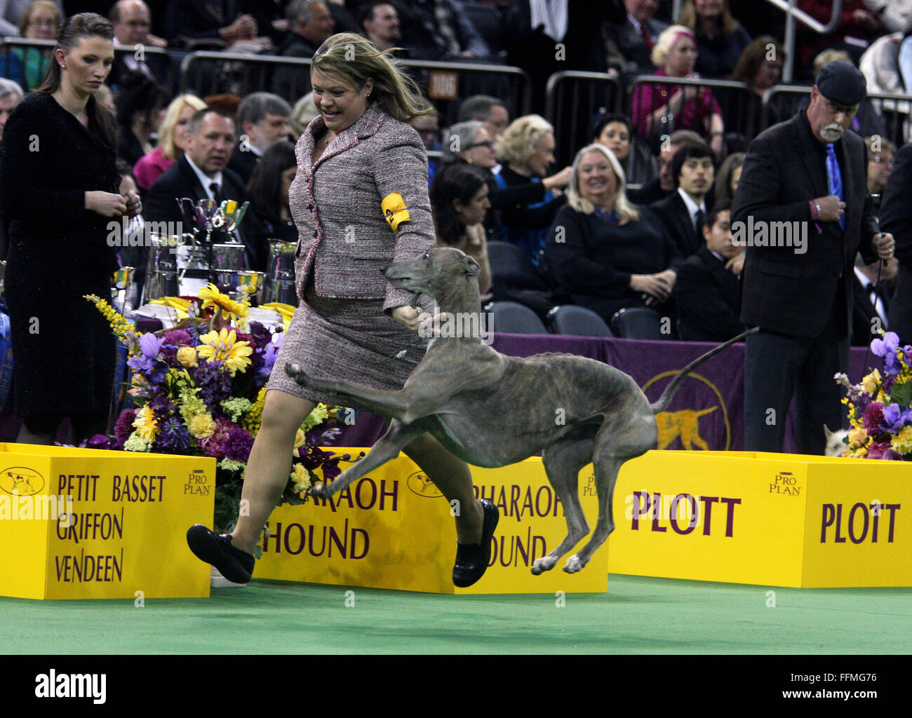 New York, USA. 15th February, 2016. GCH Grandcru Giaconda CGC, a Greyhound in the Hound Group Competition during the Hound Group competition at the Westminster Dog Show at Madison Square Garden, Monday February 15, 2016. Credit:  Adam Stoltman/Alamy Live News Stock Photo