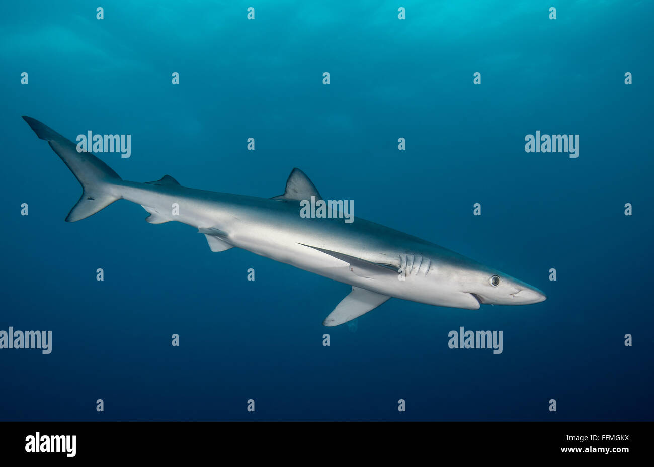 Blue Shark (Prionace glauca), South Africa Stock Photo