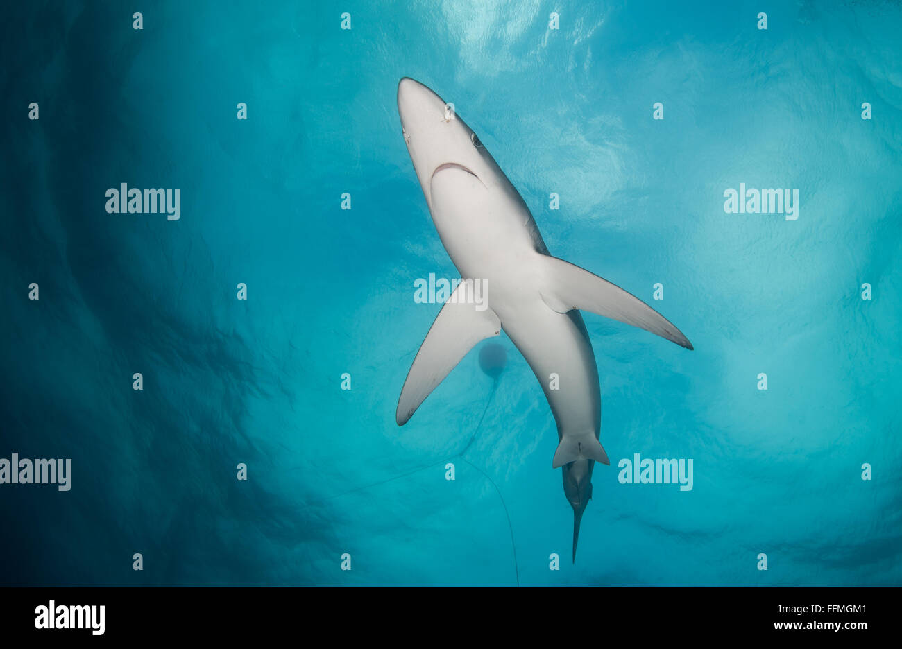 Blue Shark (Prionace glauca), South Africa Stock Photo