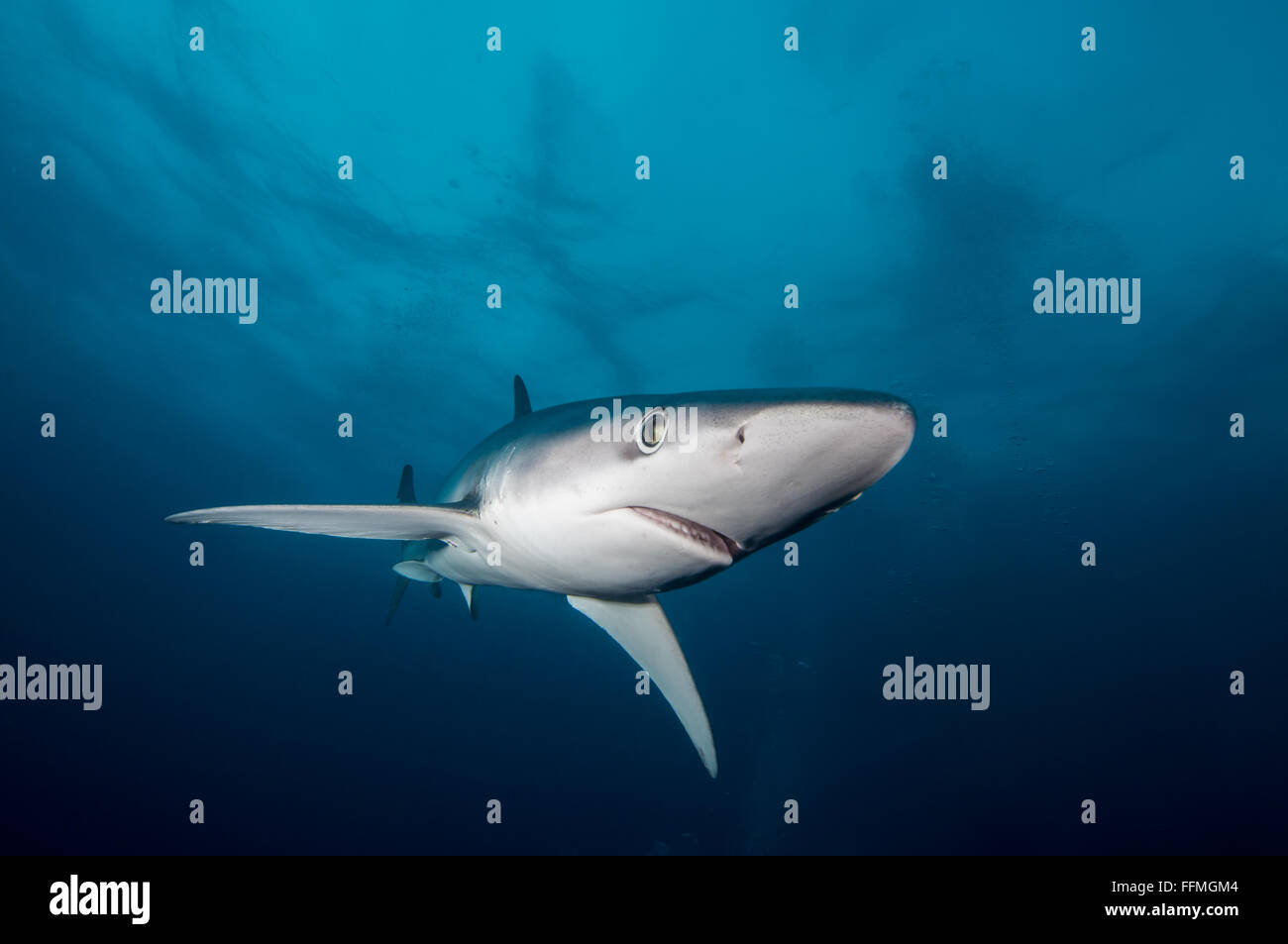 Blue Shark (Prionace glauca), South Africa Stock Photo