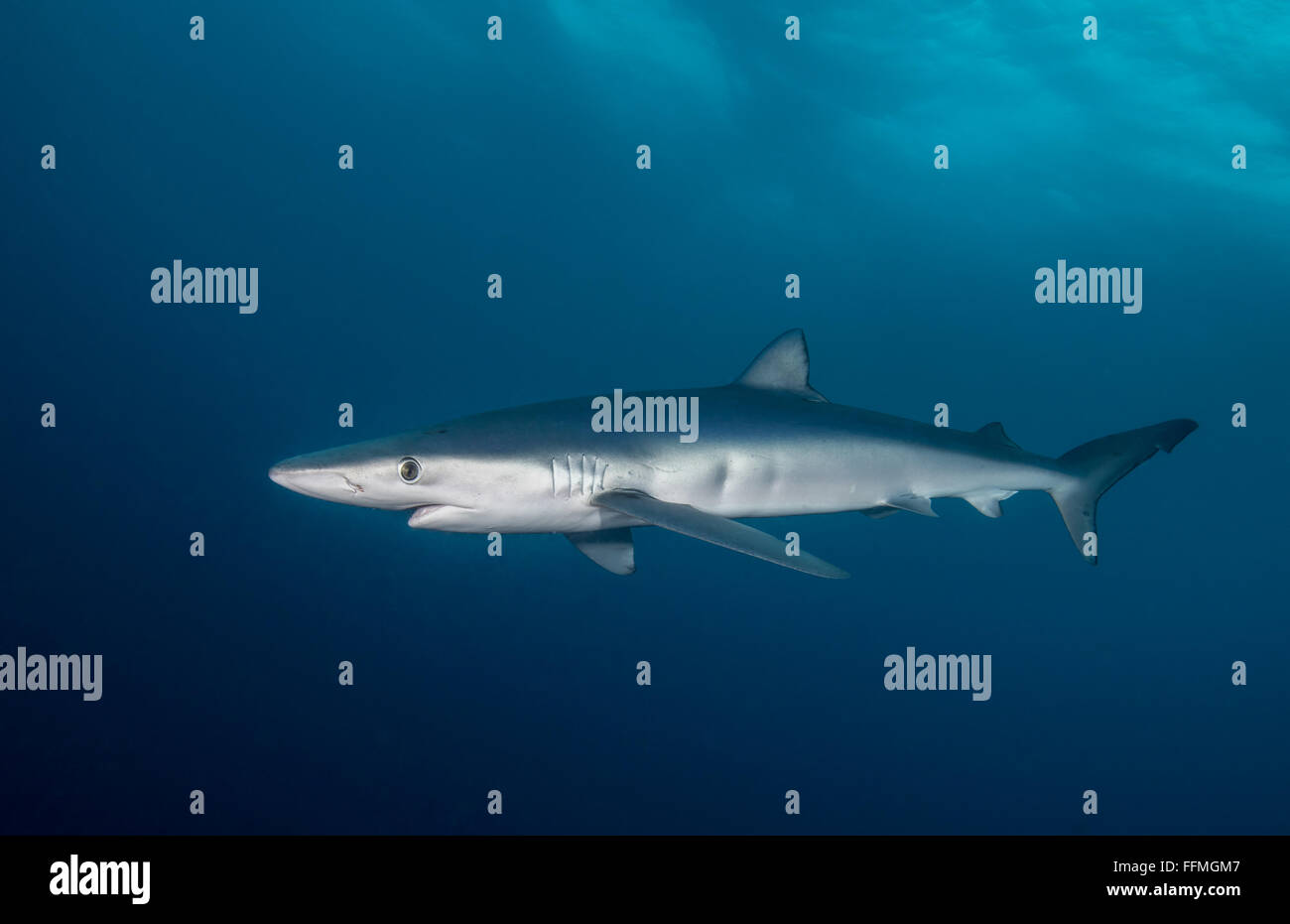 Blue Shark (Prionace glauca), South Africa Stock Photo