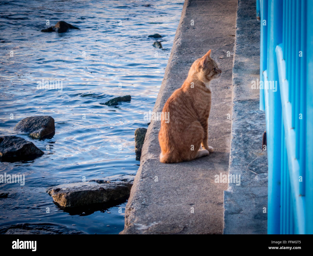 A cat sits next to the sea looking through a fence Stock Photo