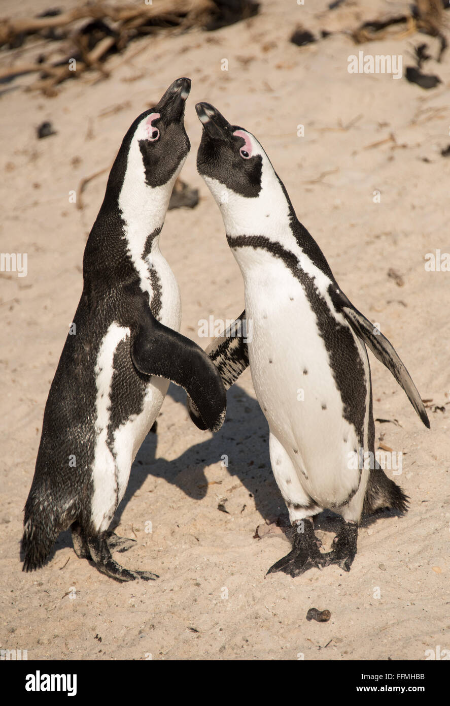 African Penguins (Spheniscus demersus) exiting the water at Boulders Beach Stock Photo