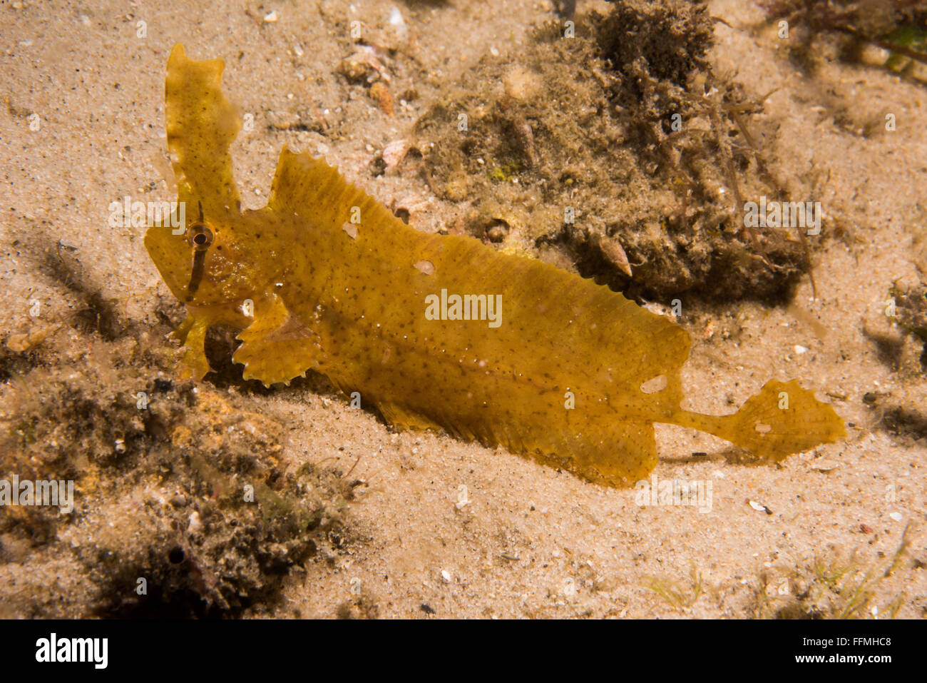 Yellow Crested Weedfish (Cristiceps aurantiacus) Stock Photo