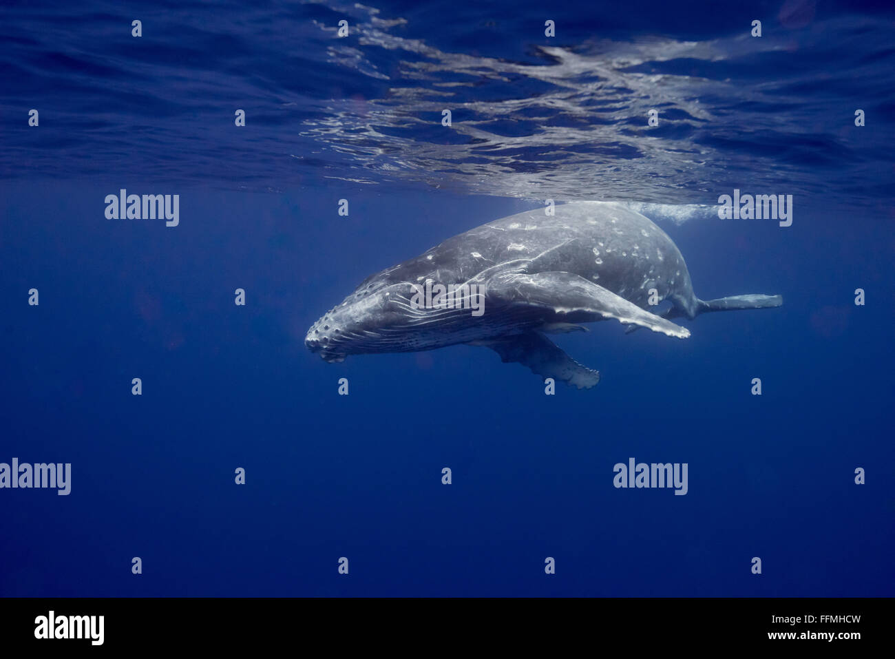 Humpback Whale (Megaptera novaeangliae) calf, Vava'u, Tonga Stock Photo