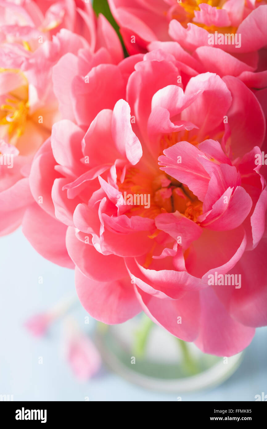 pink peony flower petals macro background Stock Photo - Alamy