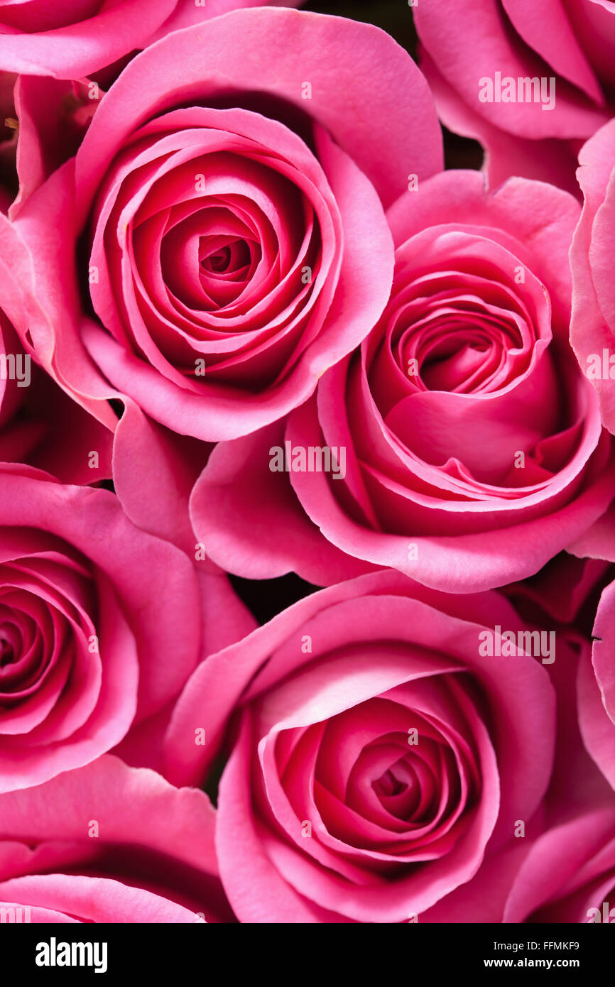 beautiful pink rose flowers background Stock Photo - Alamy