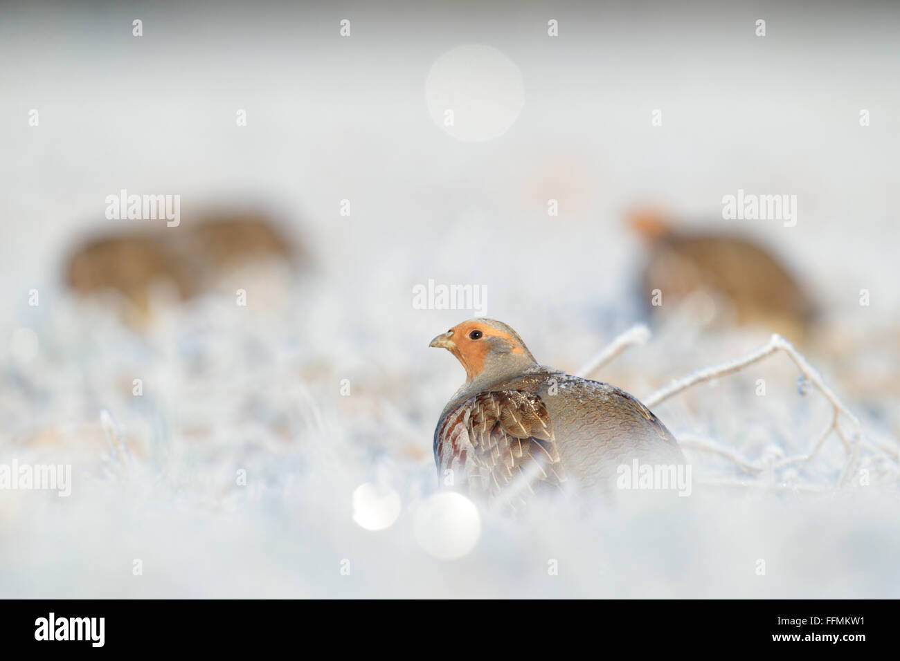 Grey Partridge (Perdix perdix), Europe Stock Photo - Alamy