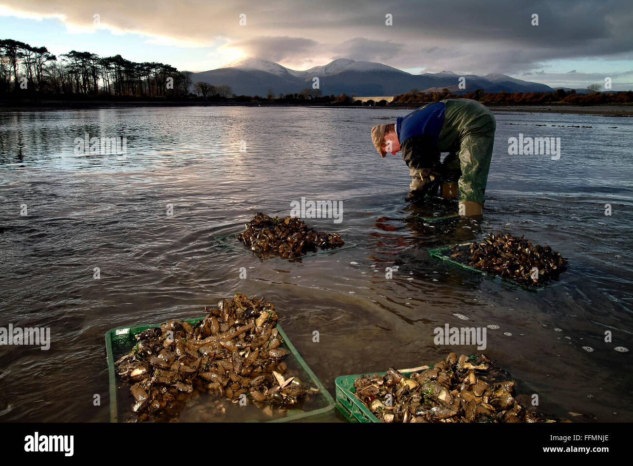 Mussel harvesting Dundrum Bay Mournes Mourne Down Northern Ireland Stock Photo