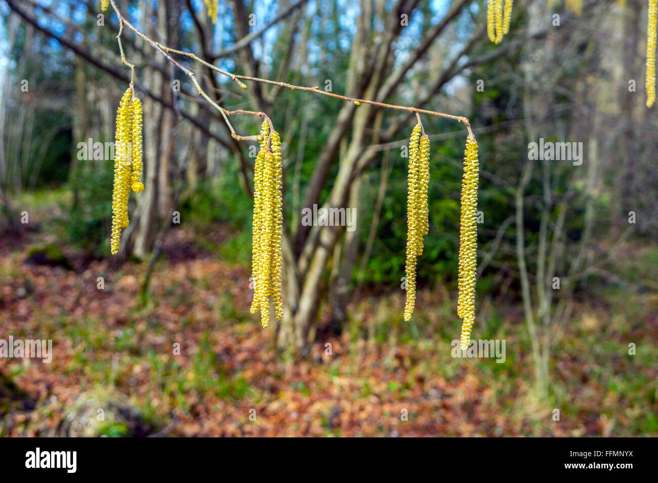 Catkins, male flowers, on a hazel, Corylus avellana, branch flowers in spring Stock Photo