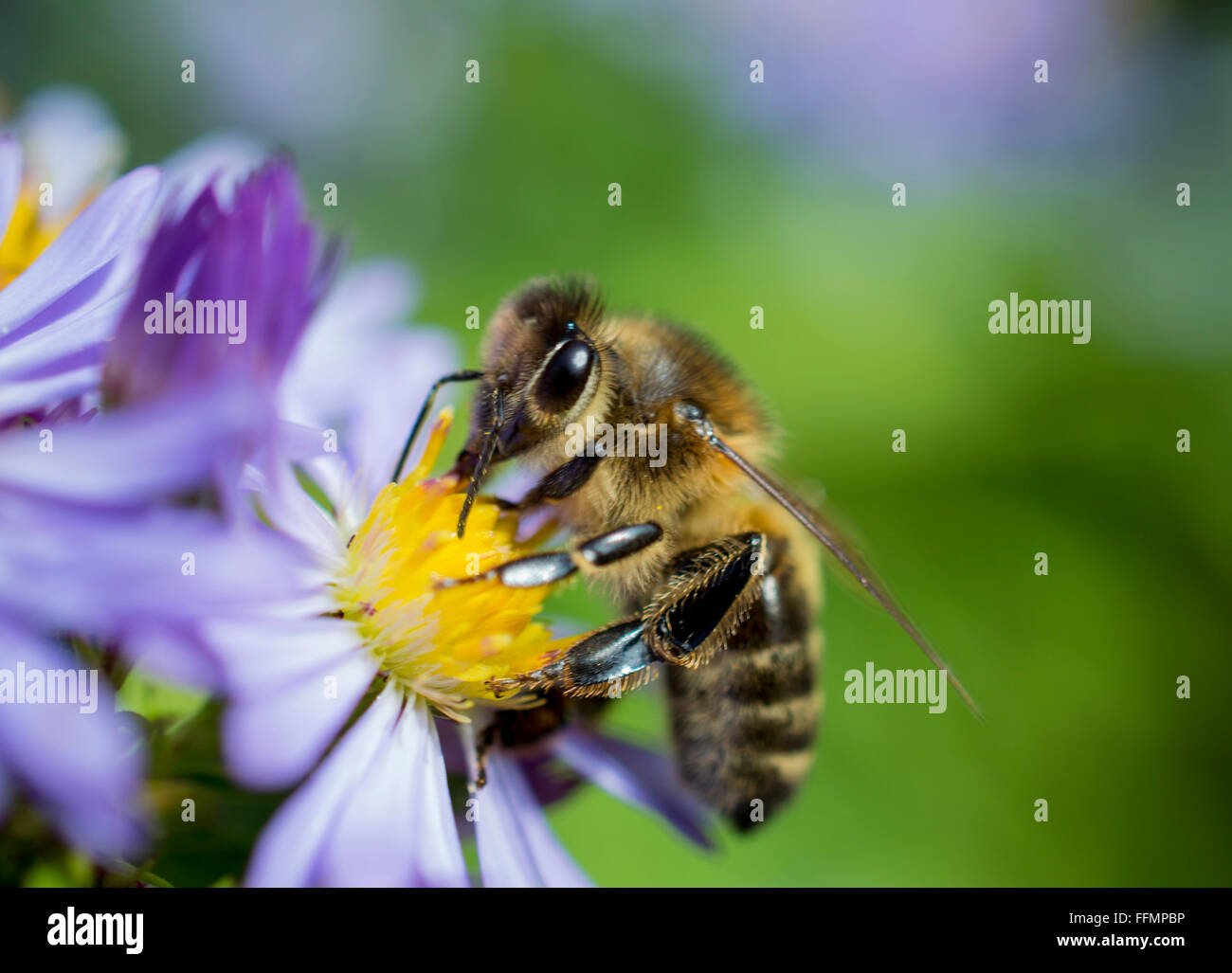 Honey bee collecting pollen from flower Stock Photo Alamy