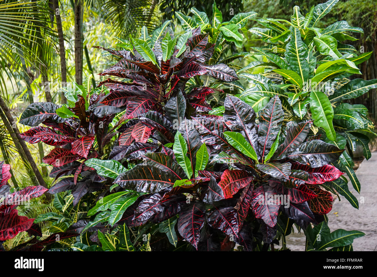 Tropical Bush with red and green leaves in the Garden Stock Photo