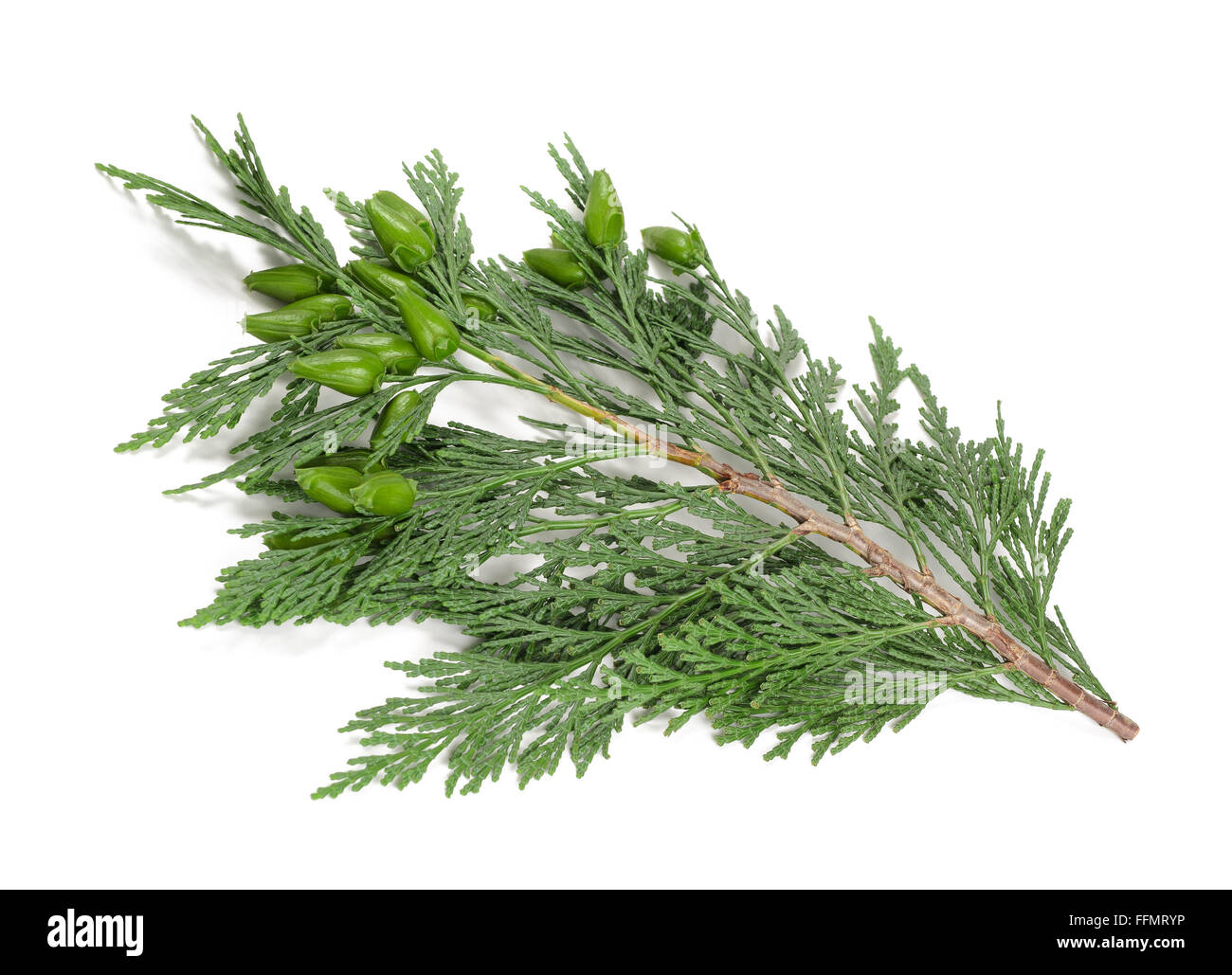 cypress twig with buds isolated on white Stock Photo