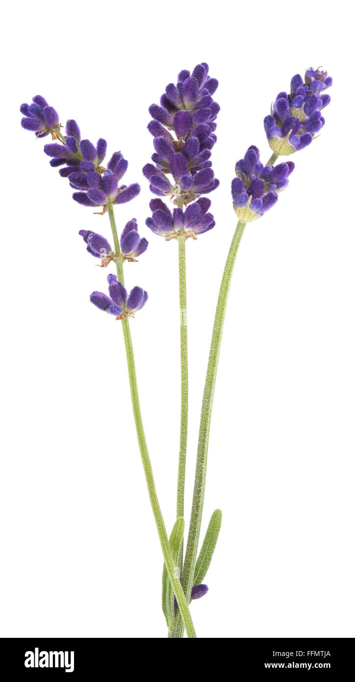 Lavender flowers isolated on white Stock Photo