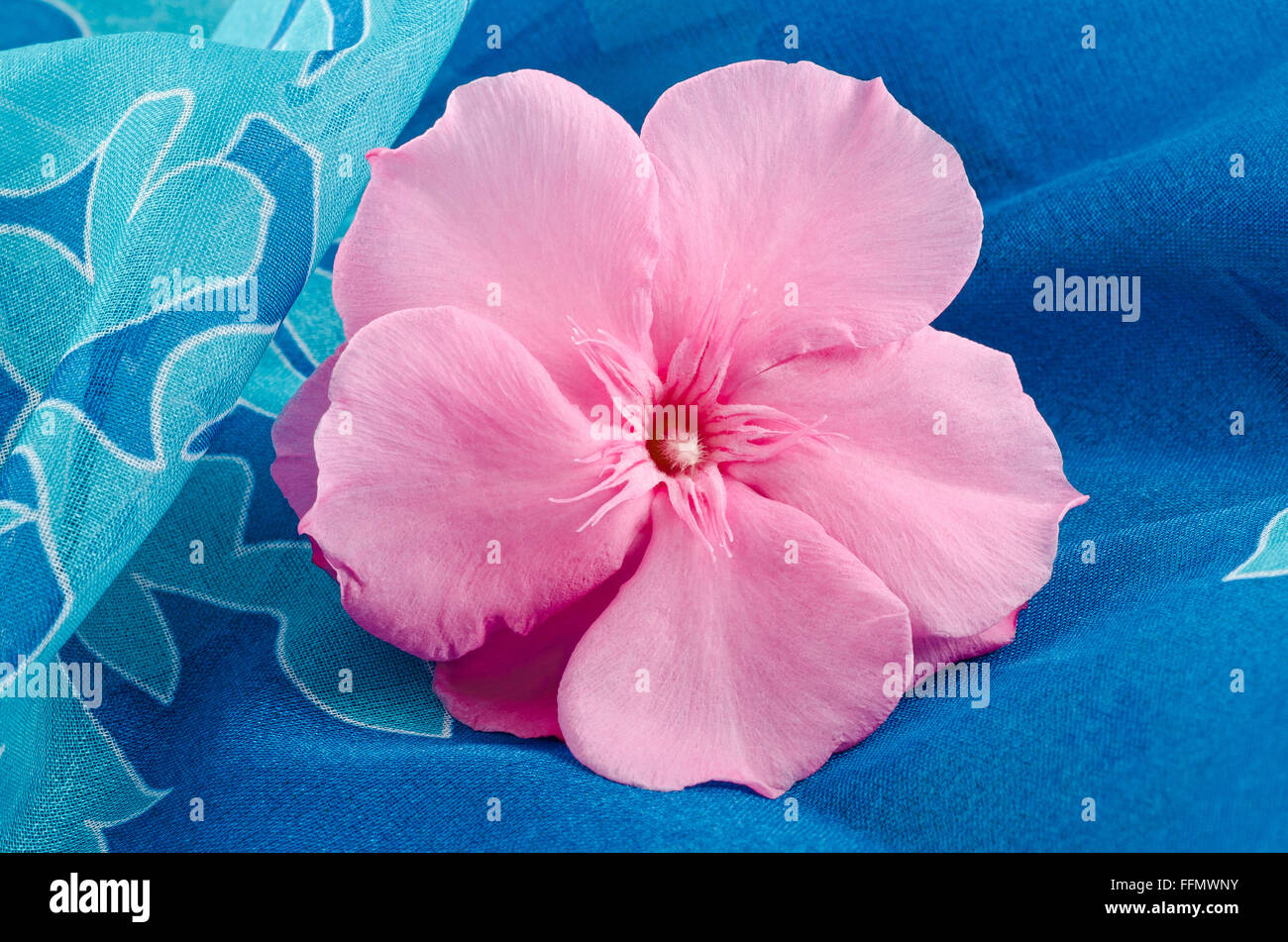 oleander flower on blue background Stock Photo